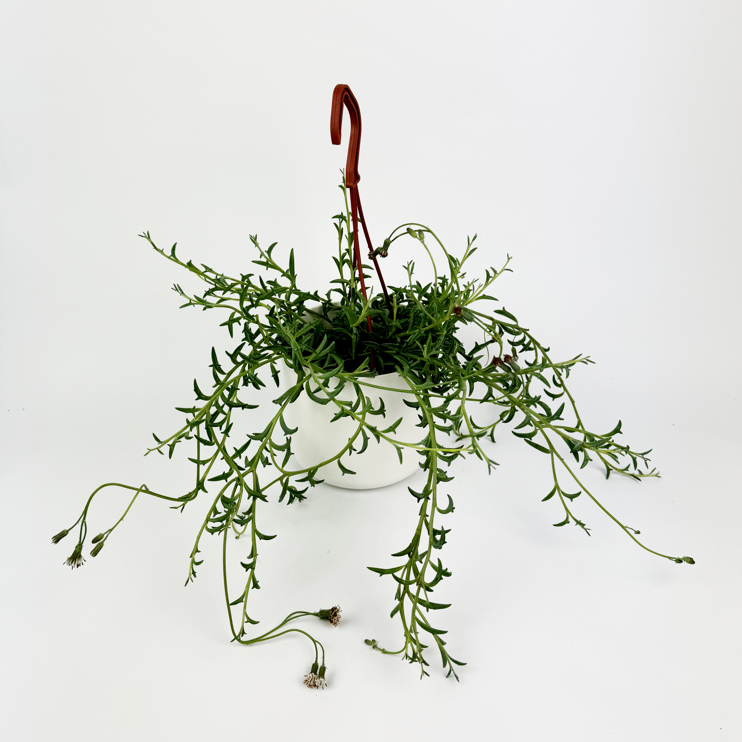 String Of Dolphins Hanging 12cm Houseplant
