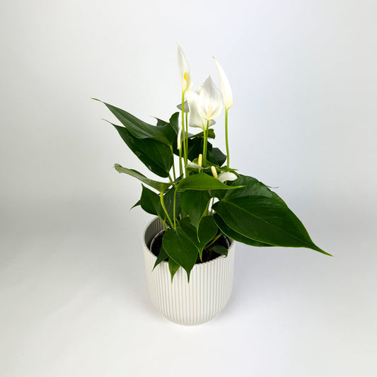 Anthurium Royal Banderola Cava White 12cm Houseplant