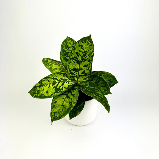 Homalomena camouflage 12cm Houseplant