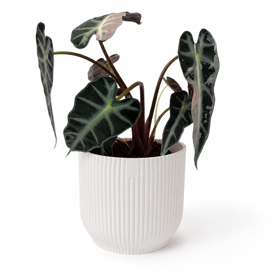 Alocasia Bambino Pink Variegated 9cm Houseplant