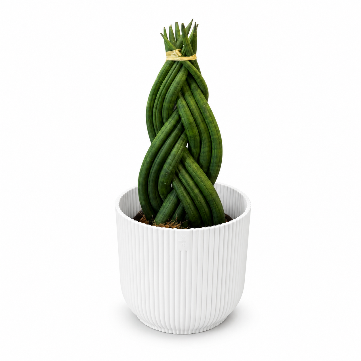 Sansevieria Braided 11cm Houseplant
