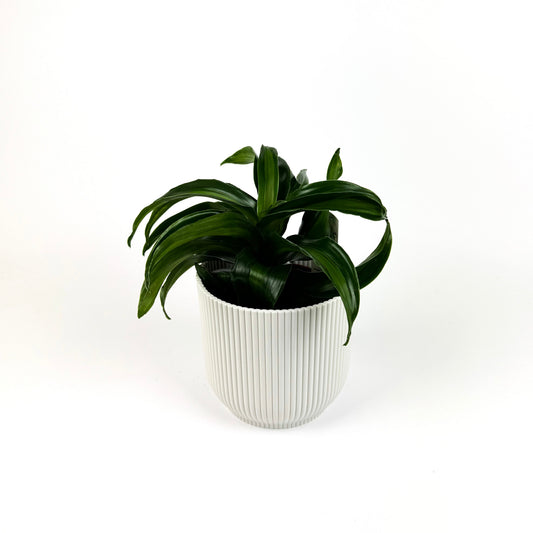 Dracena Black Kanzi 12cm Houseplant
