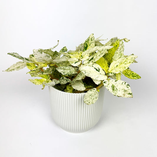 Pellionia Repens Variegata 12cm Houseplant