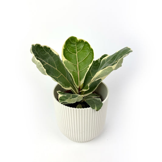 Ficus Lyrata Variegated