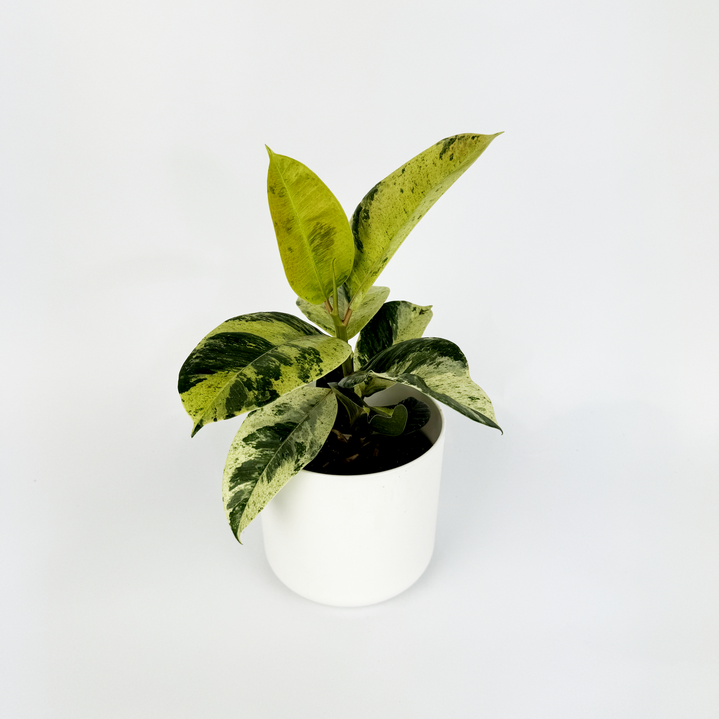 Ficus Shivereana 12cm Houseplant