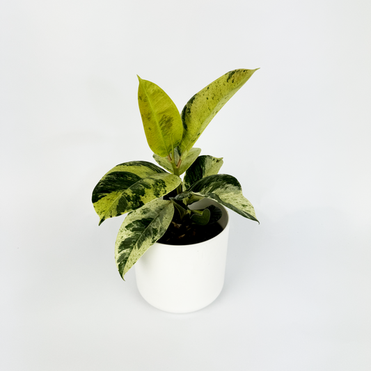 Ficus Shivereana 12cm Houseplant