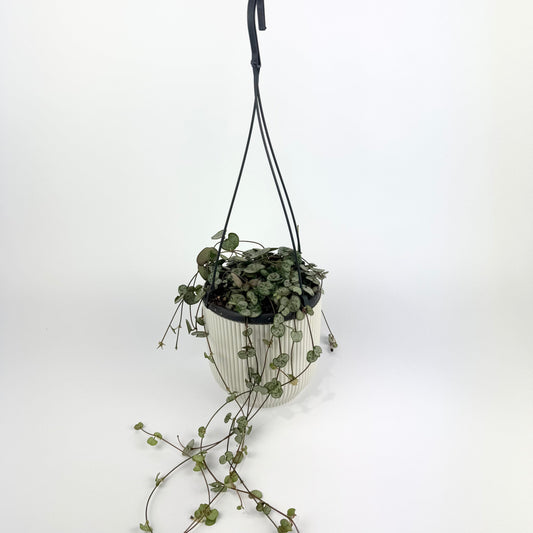 Ceropegia woodii Silver Glory 14cm Houseplant