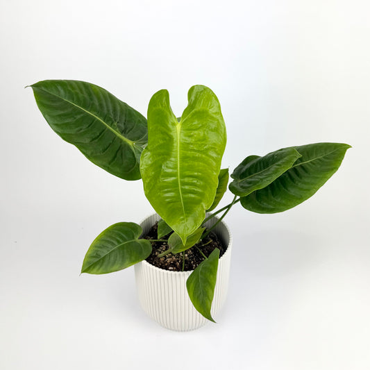 Anthurium Veitchii 12cm Houseplant