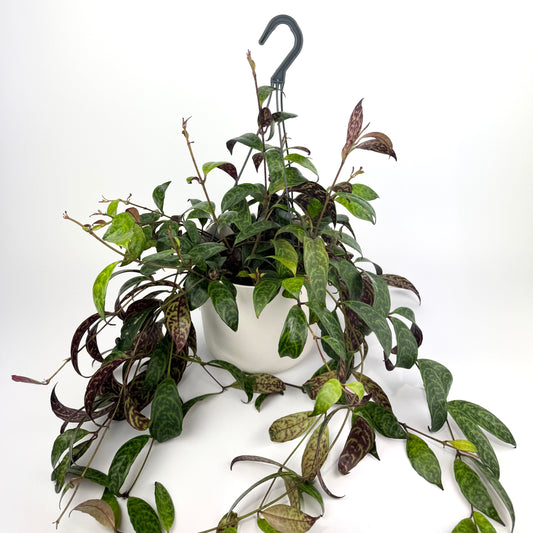 Aeschynanthus Marmoratus 19cm Houseplant