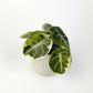 Alocasia Ninja Variegata 6cm Houseplant