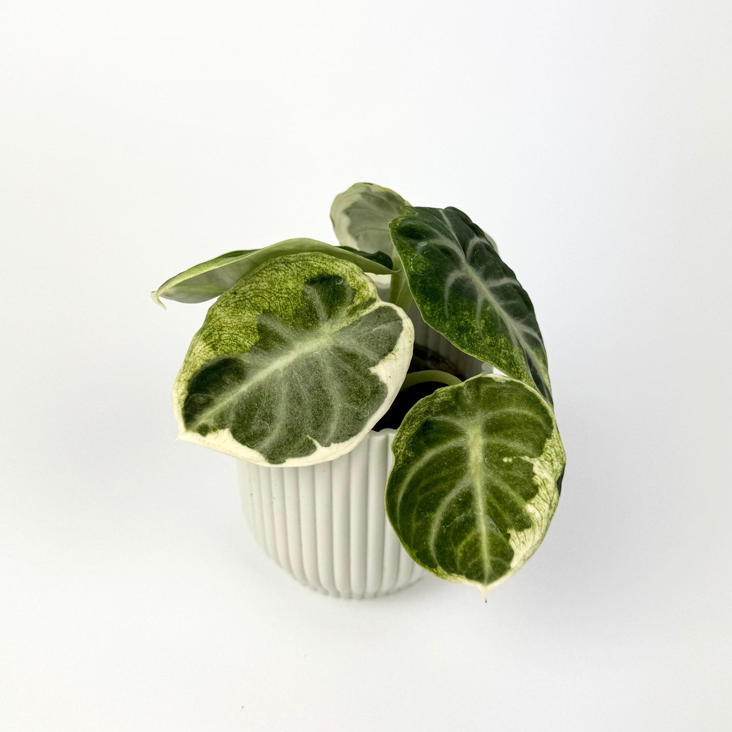 Alocasia Ninja Variegata 6cm Houseplant