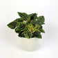 Peperomia Buenos Aires 12cm Houseplant