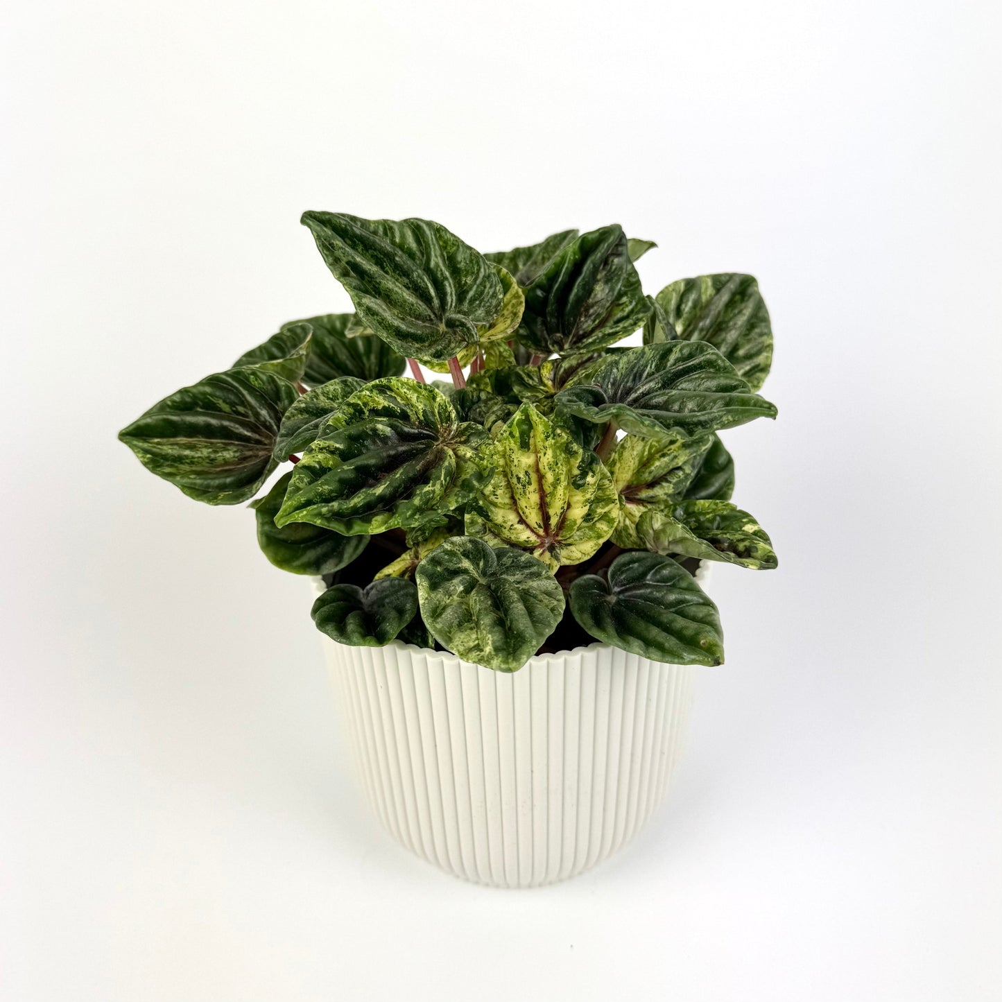 Peperomia Buenos Aires 12cm Houseplant