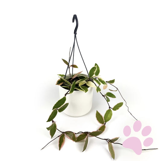 Hoya Flamingo Dream