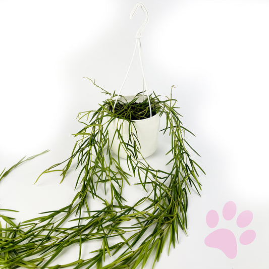 Hoya Linearis