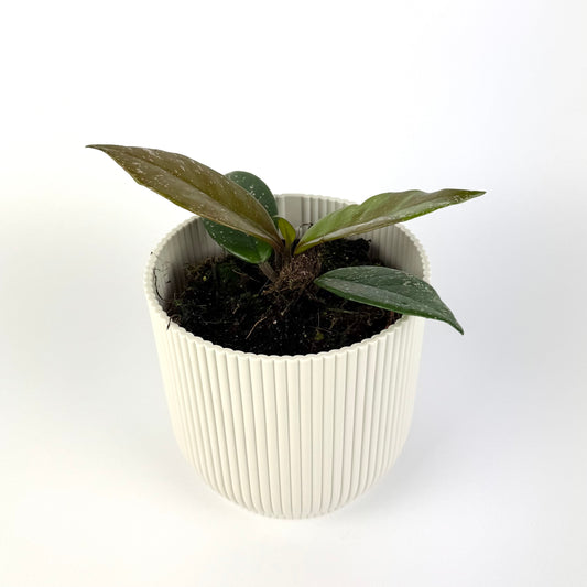 Hoya Stardust