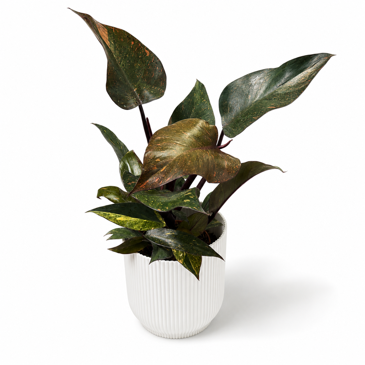 Philodendron Orange Princess 12cm Houseplant