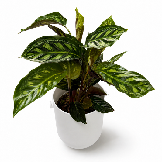 Calathea Moonlight 14cm Houseplant