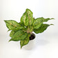 Aglaonema Pistachio Pink 12cm Houseplant