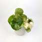 Begonia Rouge Variegated 12cm Houseplant