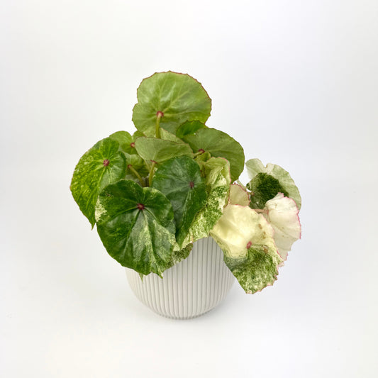 Begonia Rouge Variegated 12cm Houseplant