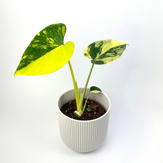Monstera Deliciosa Aurea 12cm Houseplant