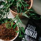 Premium Monstera & Philodendron Blend