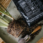 Premium Calathea & Maranta Blend