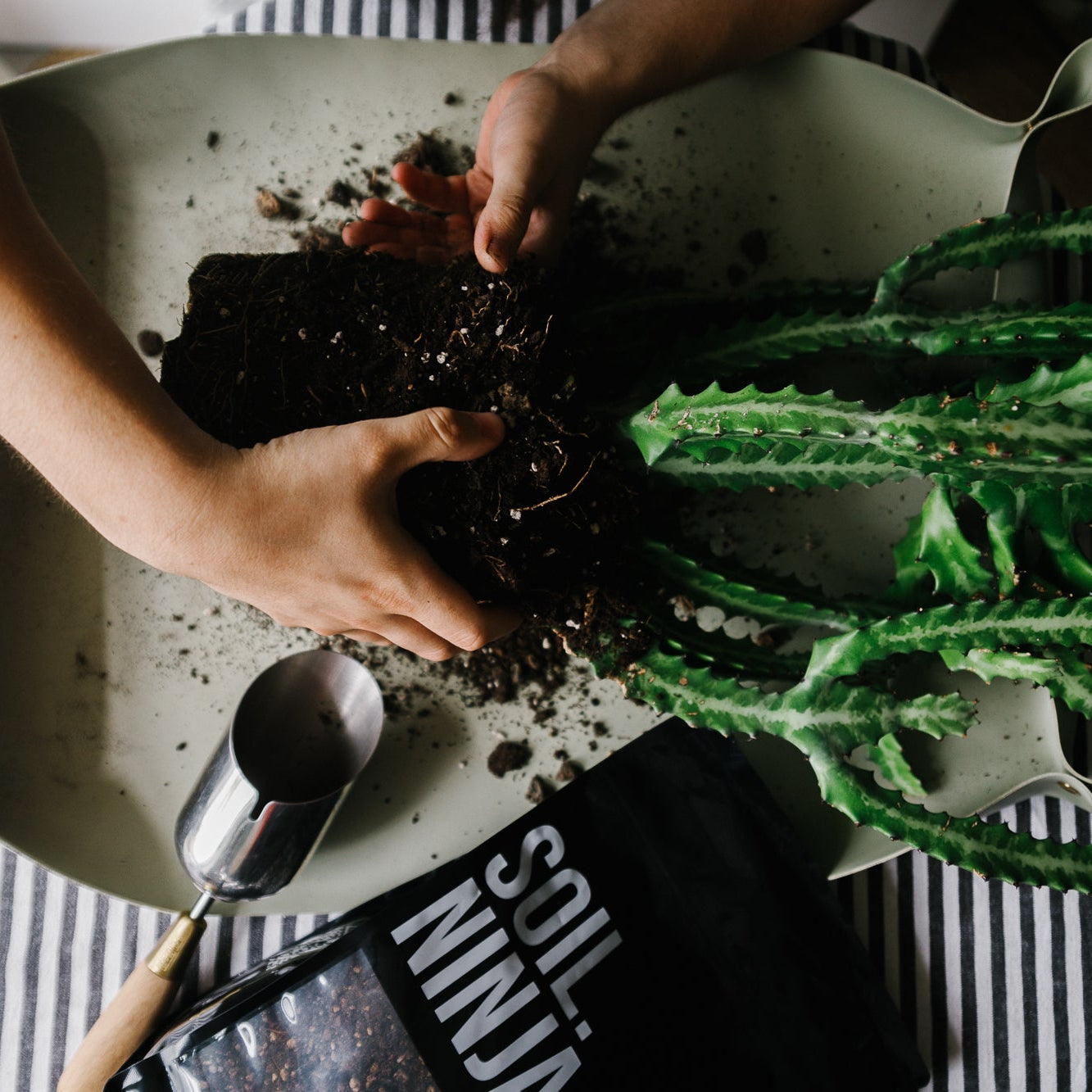 Premium Cacti & Succulent Blend