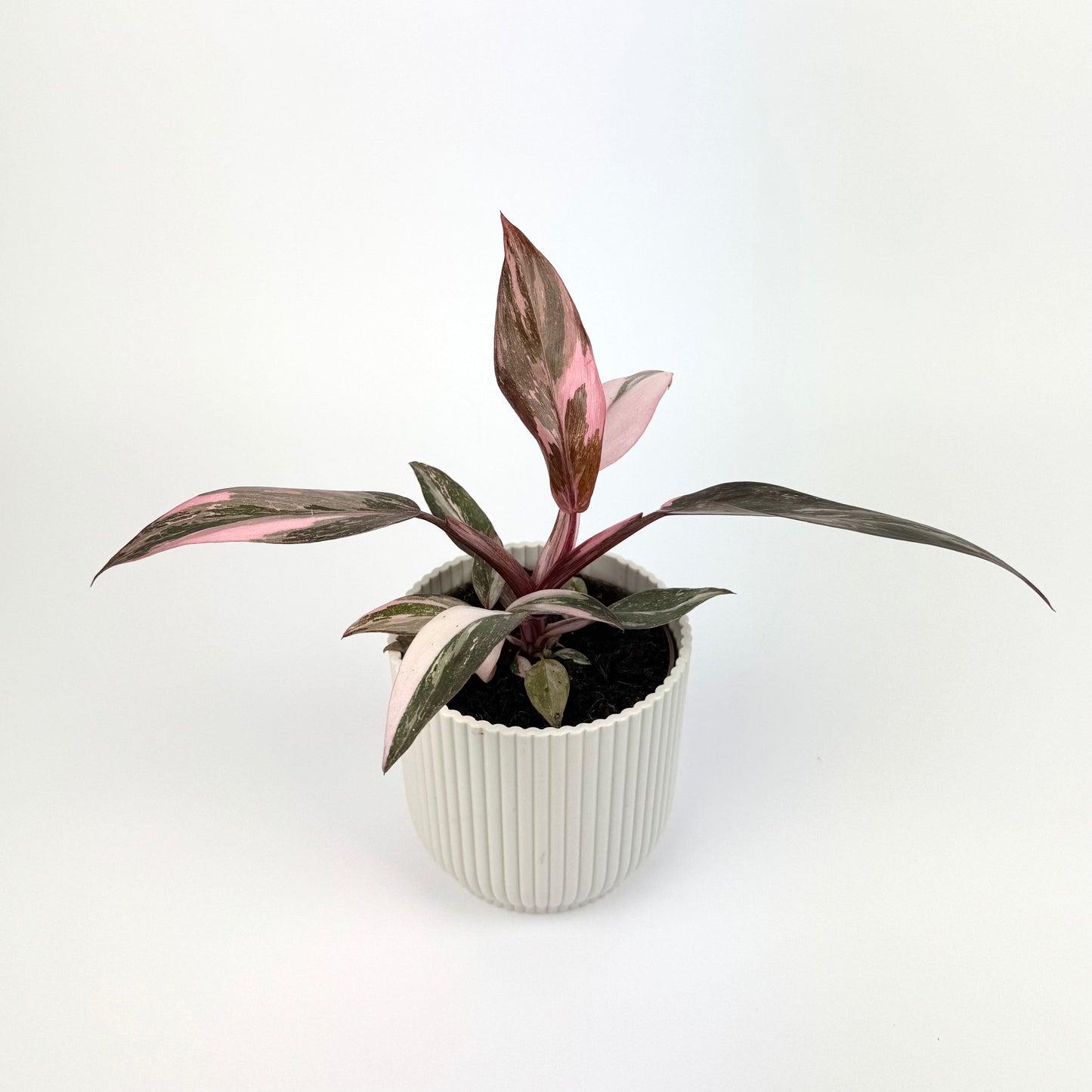 Philodendron Pink Princess Marble 11cm Houseplant
