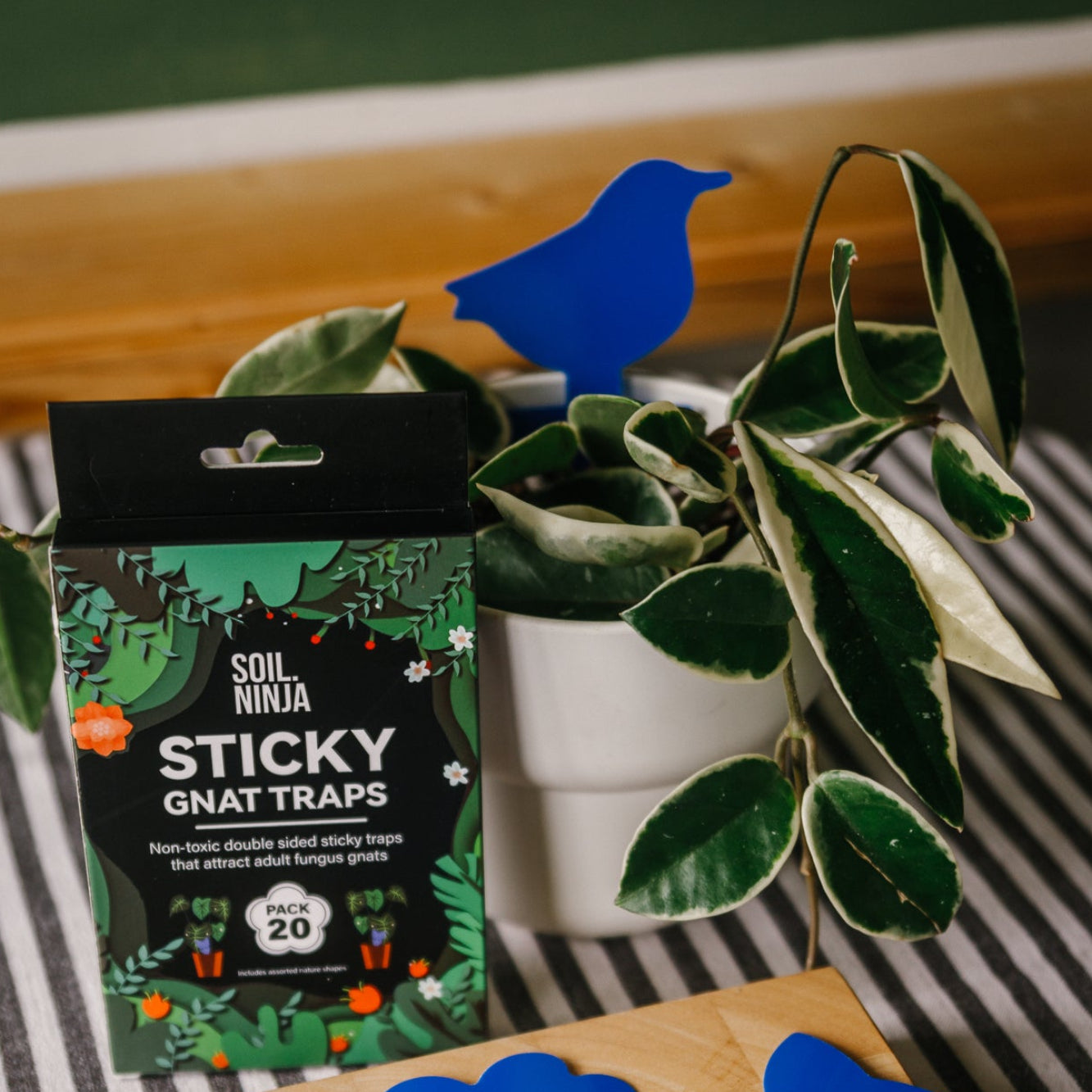 Sticky Gnats Traps