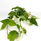 Philodendron Rio 12cm Houseplant