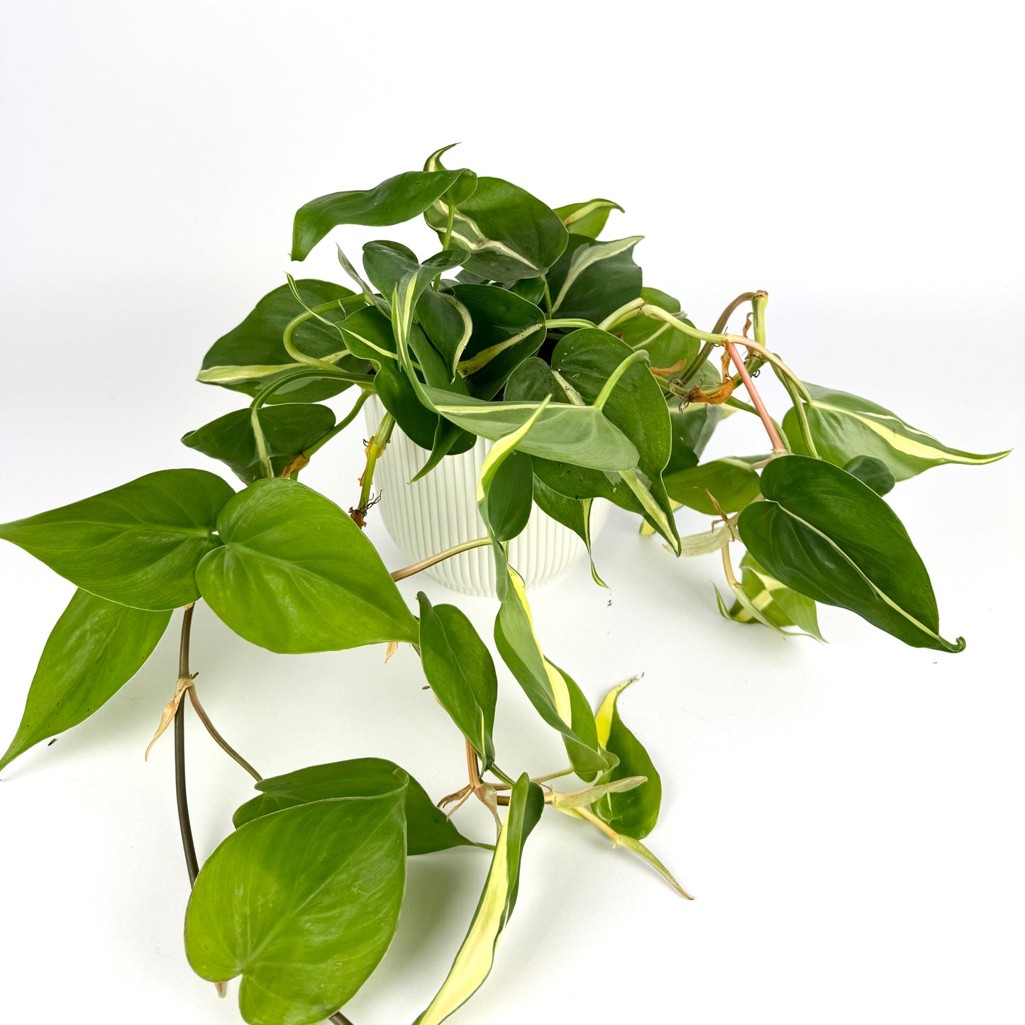 Philodendron Rio 12cm Houseplant