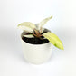 Philodendron Snowdrift 12cm Houseplant