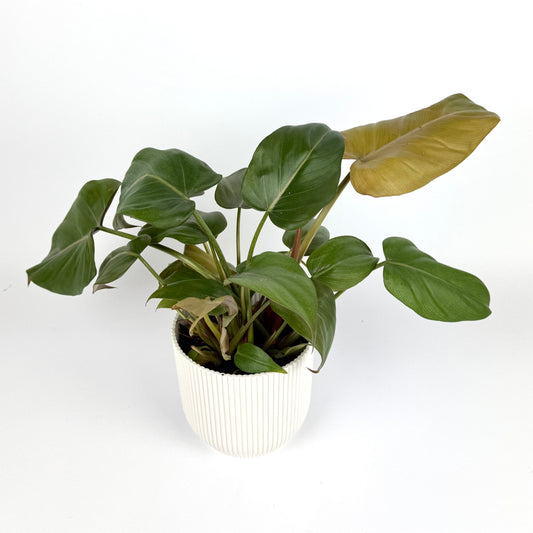 Philodendron Summer Glory 12cm Houseplant