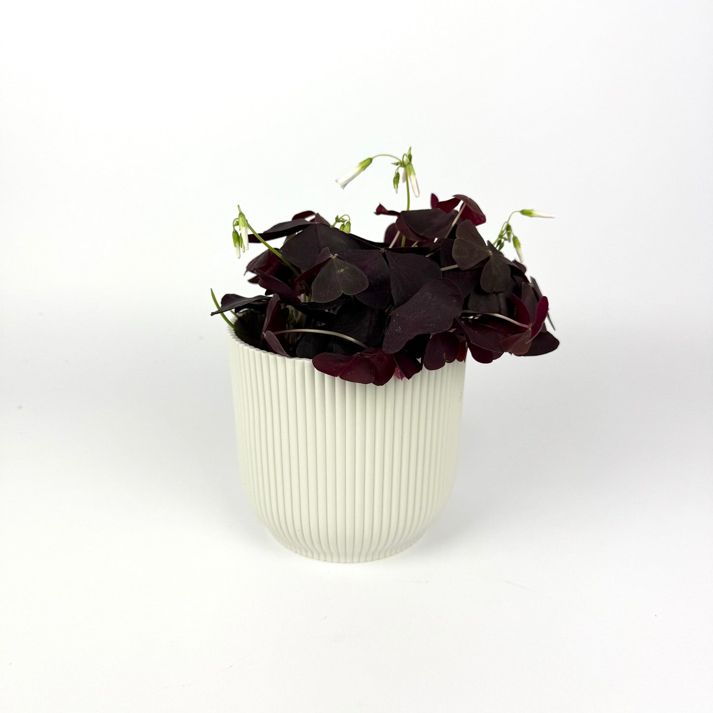 Oxalis Ikigai Triangularis Dark 12cm Houseplant
