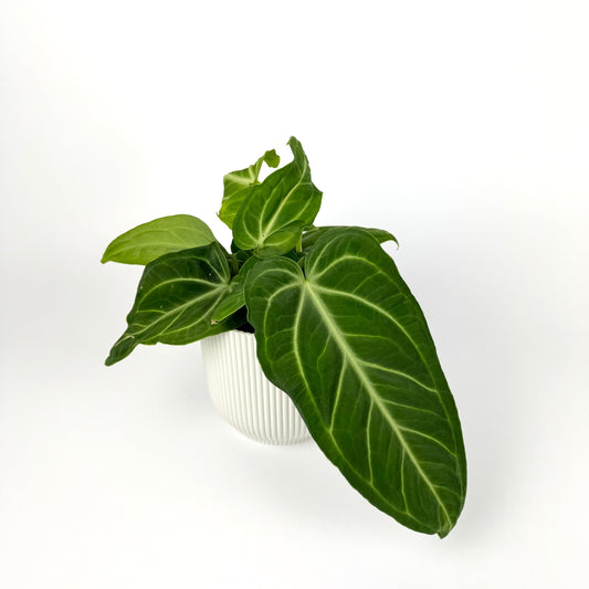 Anthurium Villenaorum 12cm Pot Size Houseplant