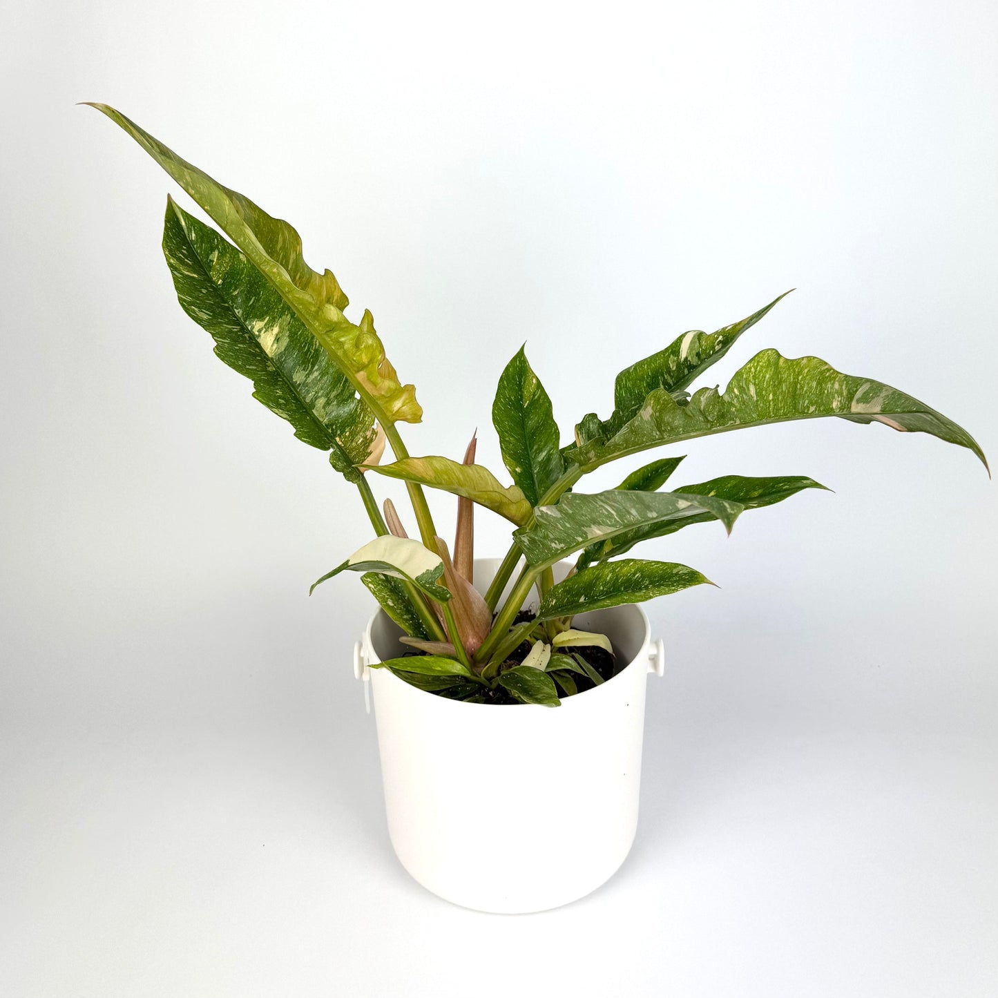 Philodendron Ring Of Fire 12cm Houseplant