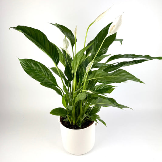 Peace Lily 17cm Houseplant