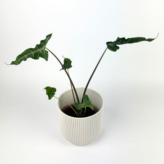 Alocasia Teletubby 12cm Houseplant