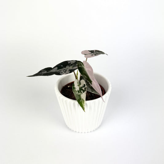 Alocasia Bambino Pink Variegata 6cm Houseplant