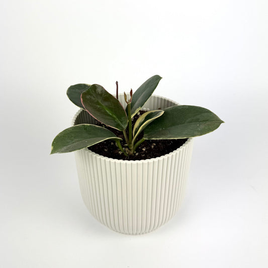 Hoya Australis Tenuipes 12cm Houseplant