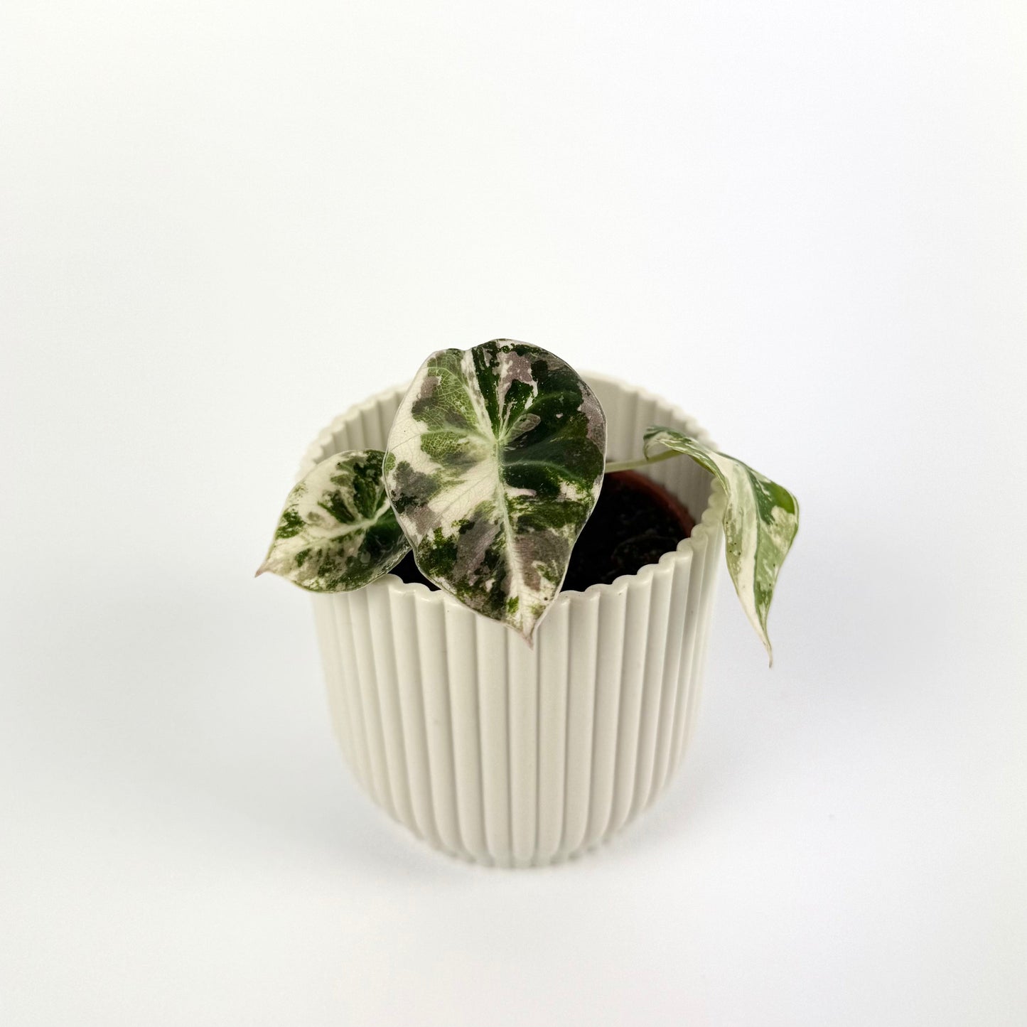Alocasia Black Velvet Pink 6cm Houseplant