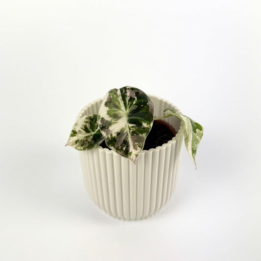 Alocasia Black Velvet Pink 6cm Houseplant