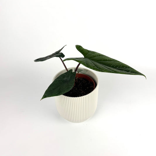 Alocasia Scalprum 12cm Houseplant