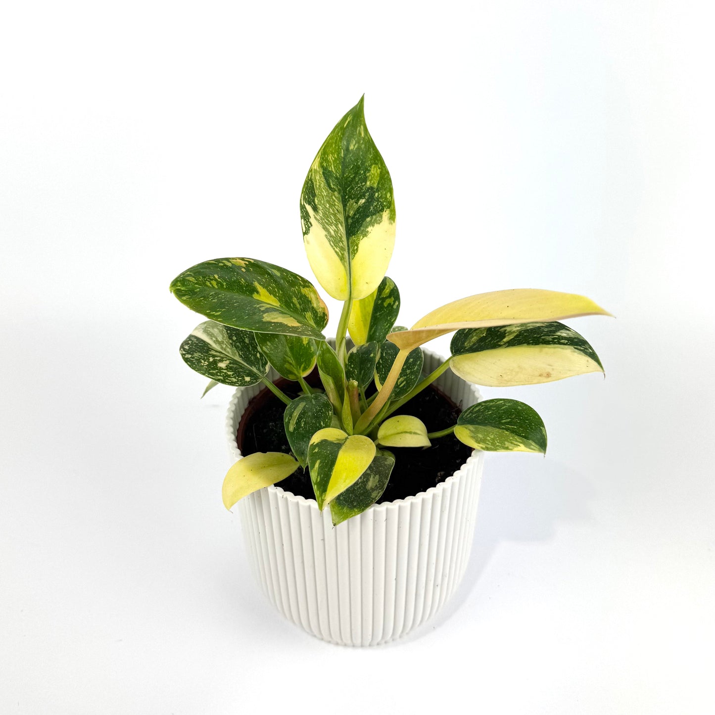 Philodendron Green Congo Hybrid 10.5cm Houseplant