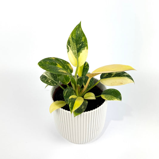 Philodendron Green Congo Hybrid 10.5cm Houseplant
