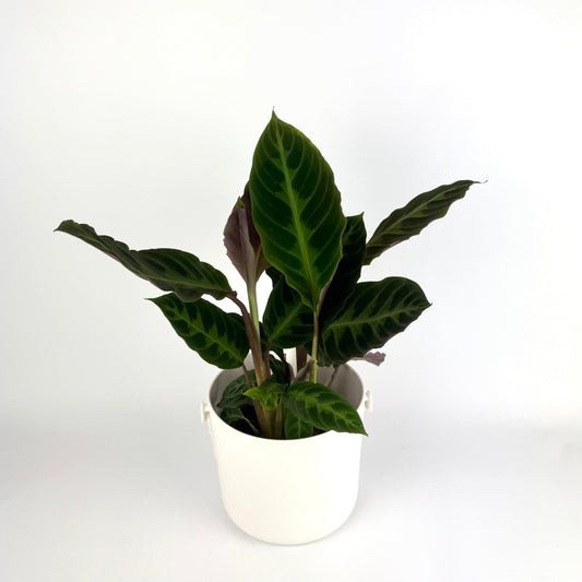 Calathea Warscewiczii 14cm Houseplant