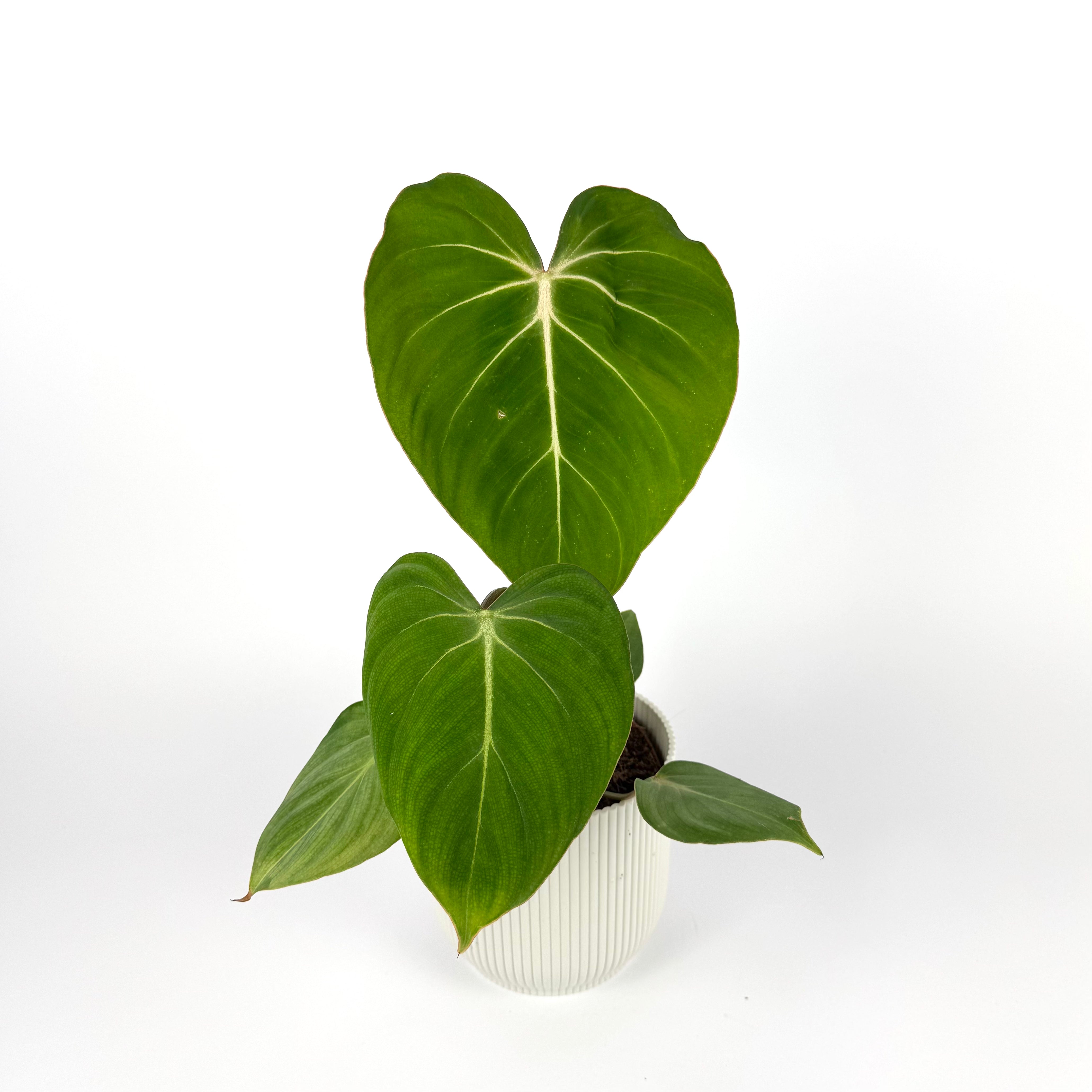 Philodendron Gloriosum 12cm Houseplant – Soil Ninja