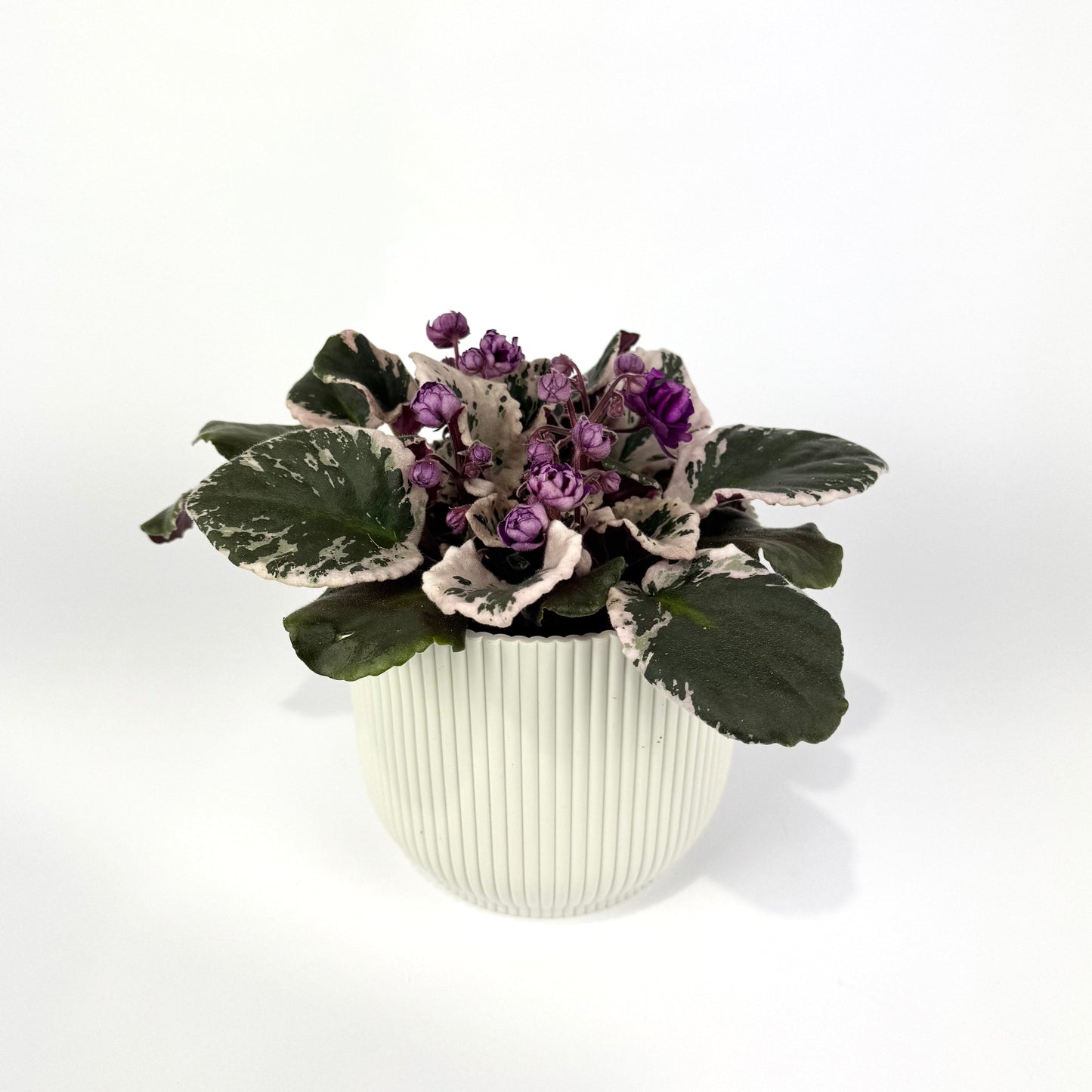 Saintpaulia Variegata Hovariagata 12cm Houseplant